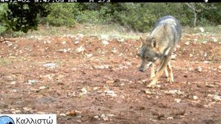 Image issue d’une caméra de surveillance de l’organisation environnementale Kallisto, en Grèce. © Kallisto Image issue d’une caméra de surveillance de l’organisation environnementale Kallisto, en Grèce. © Kallisto